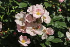 Zwergrose 'Sternenhimmel' ® - Rosa 'Sternenhimmel' ® ADR-Rose