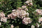 Zwergrose 'Sternenhimmel' ® - Rosa 'Sternenhimmel' ® ADR-Rose