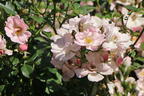 Zwergrose 'Sternenhimmel' ® - Rosa 'Sternenhimmel' ® ADR-Rose