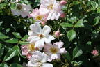 Zwergrose 'Sternenhimmel' ® - Rosa 'Sternenhimmel' ® ADR-Rose