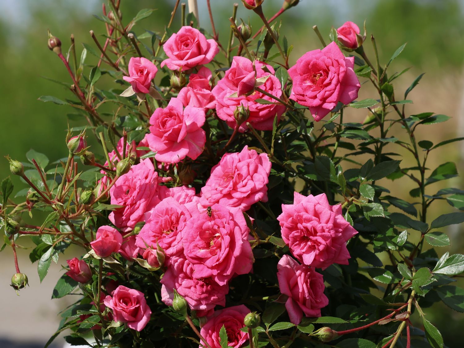 Zwergrose 'Sugar Baby' ®