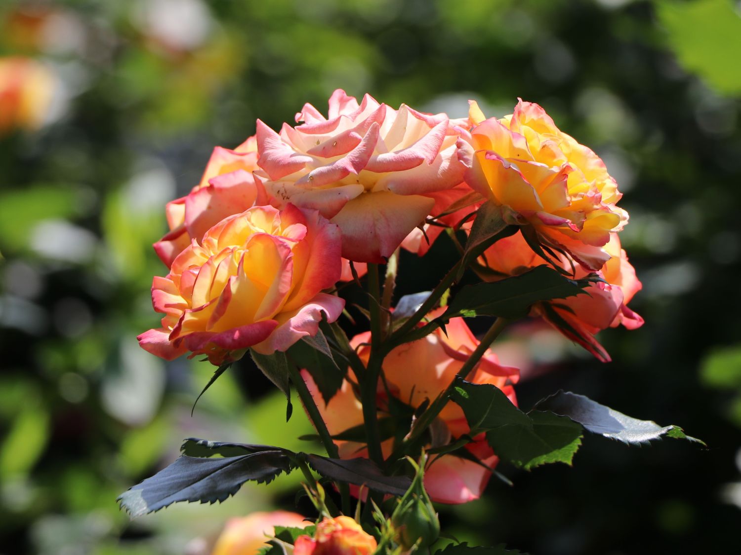 Zwergrose 'Tropical Clementine' ®