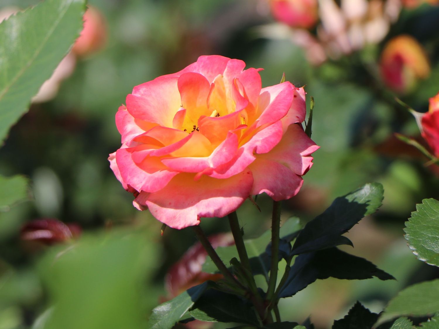 Zwergrose 'Tropical Clementine' ® - Rosa 'Tropical Clementine' ®