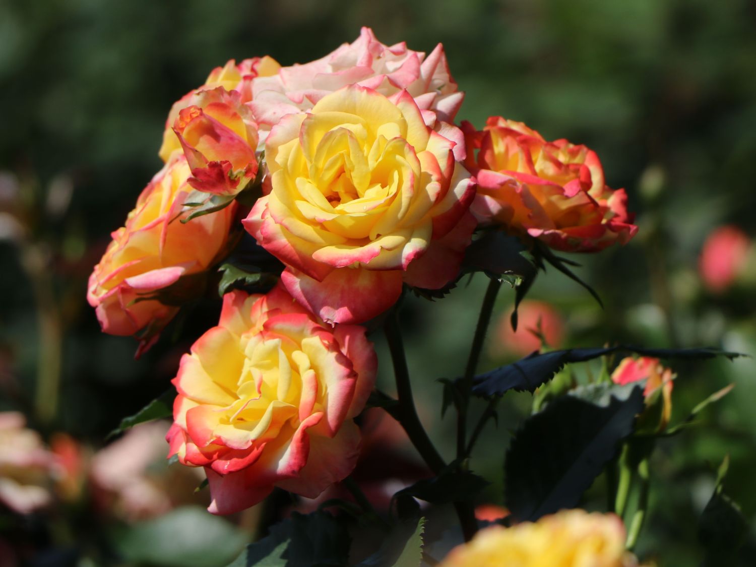 Zwergrose 'Tropical Clementine' ® - Rosa 'Tropical Clementine' ®