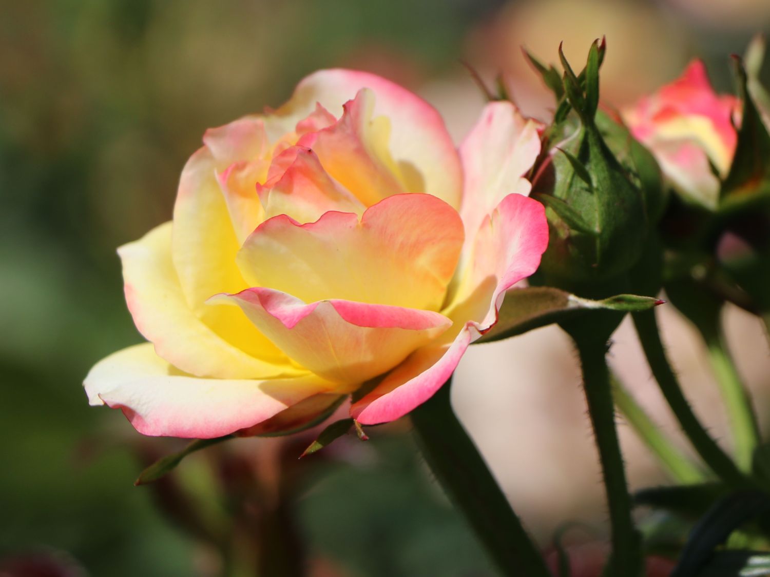 Zwergrose 'Tropical Clementine' ® - Rosa 'Tropical Clementine' ®