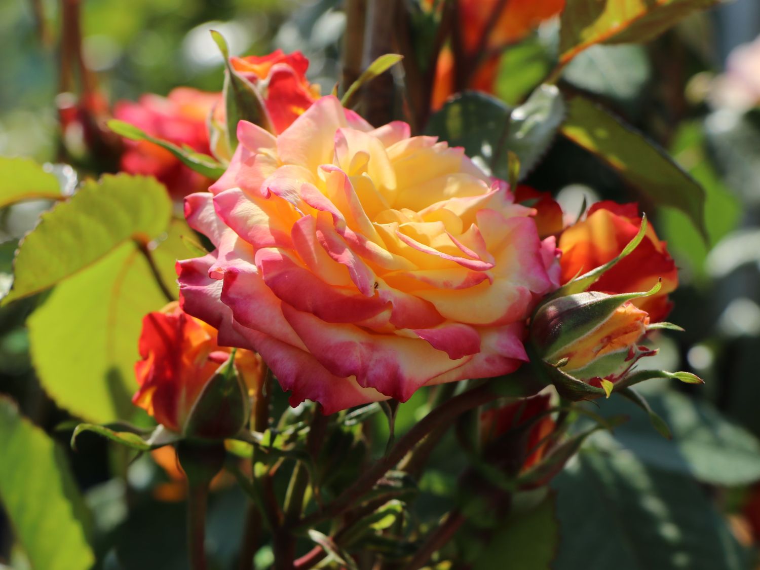 Zwergrose 'Tropical Clementine' ® - Rosa 'Tropical Clementine' ®