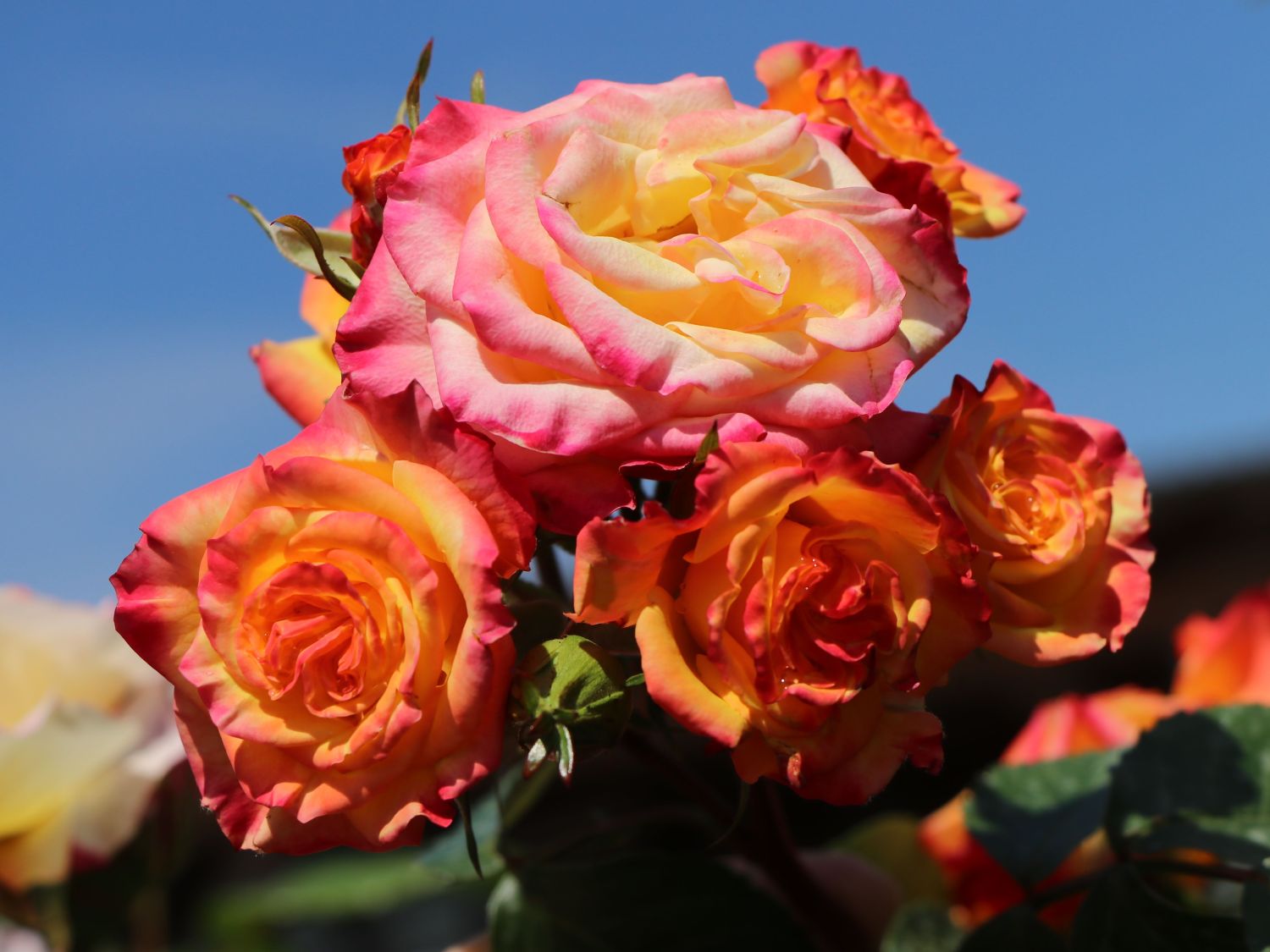 Zwergrose 'Tropical Clementine' ® - Rosa 'Tropical Clementine' ®