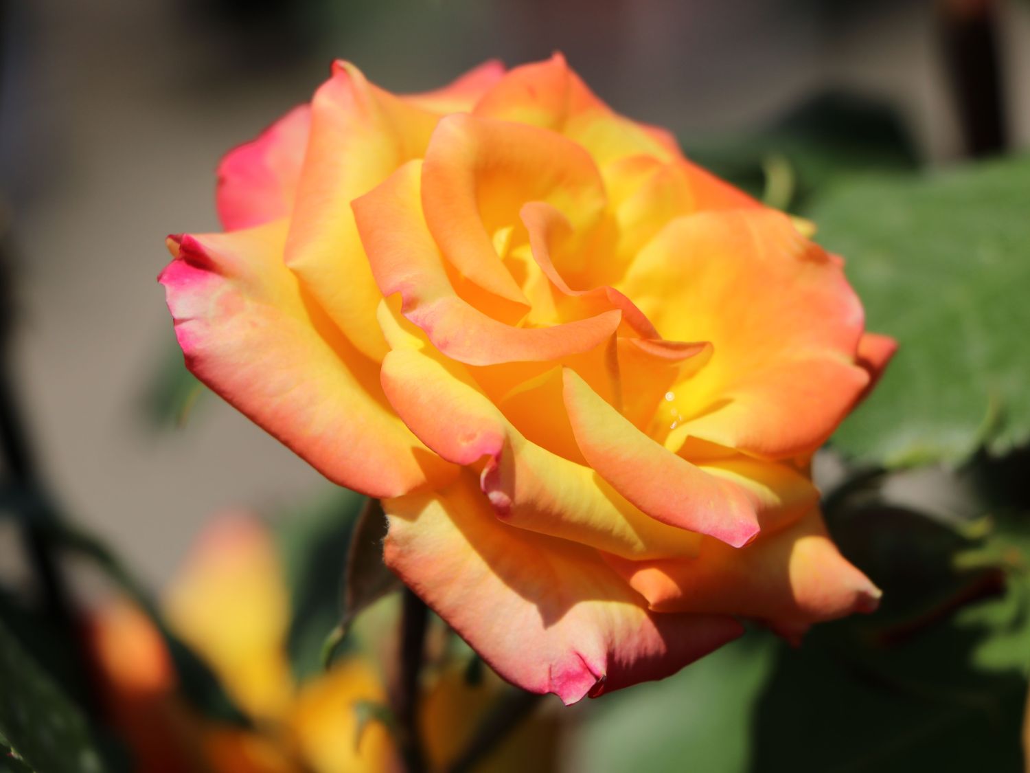 Zwergrose 'Tropical Clementine' ® - Rosa 'Tropical Clementine' ®