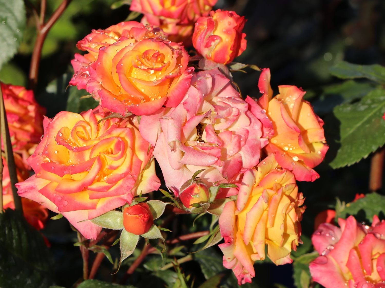 Zwergrose 'Tropical Clementine' ® - Rosa 'Tropical Clementine' ®