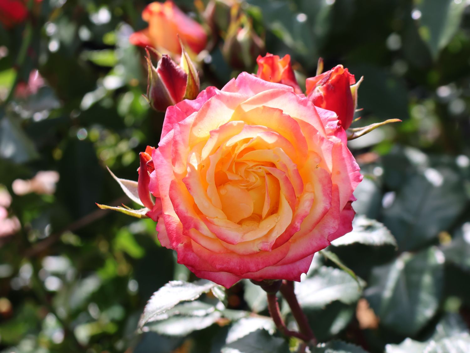 Zwergrose 'Tropical Clementine' ® - Rosa 'Tropical Clementine' ®