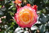 Zwergrose 'Tropical Clementine' ® - Rosa 'Tropical Clementine' ®