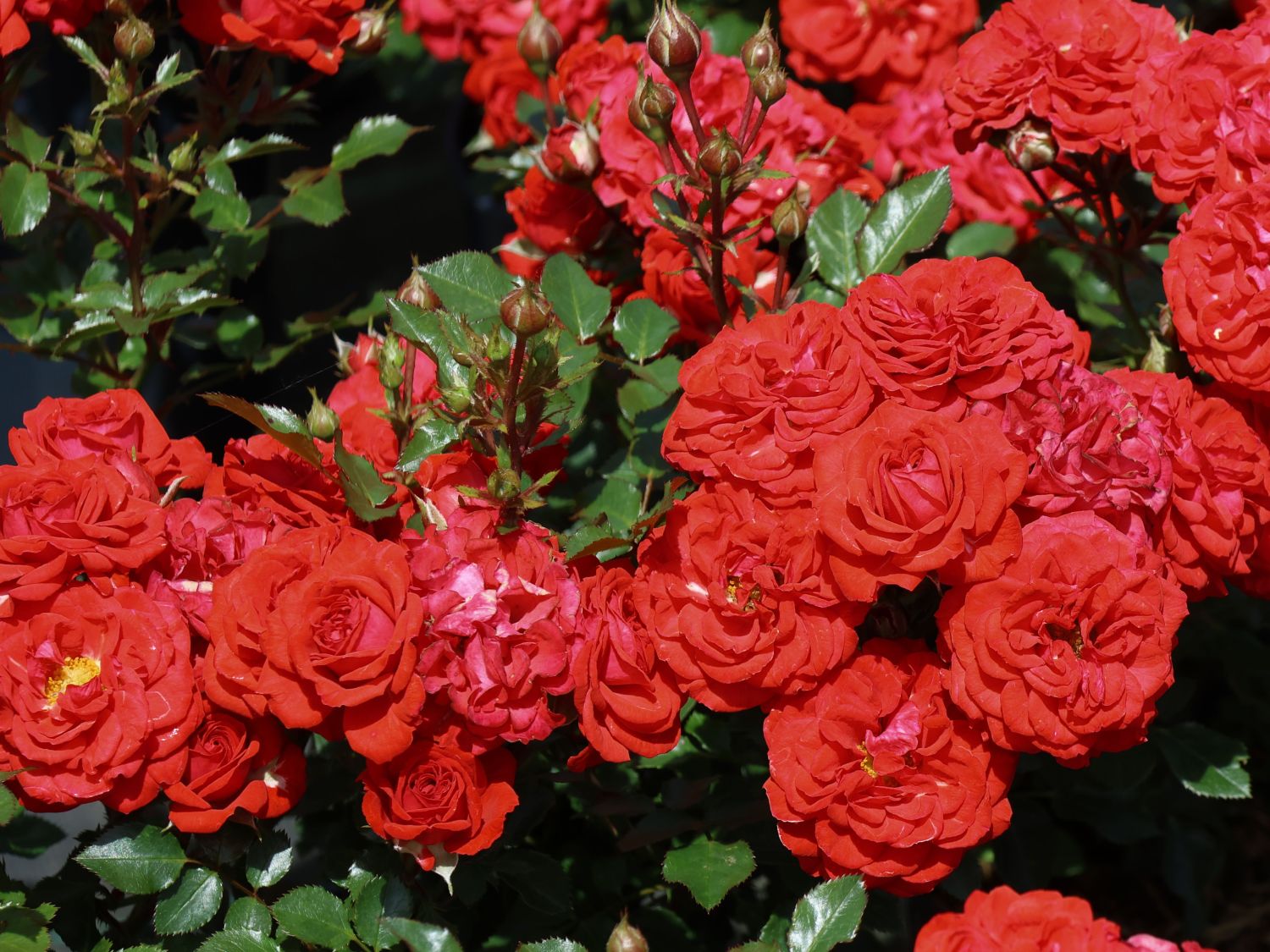 Zwergrose 'Zwergenfee' ®