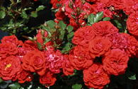 Zwergrose 'Zwergenfee' ®