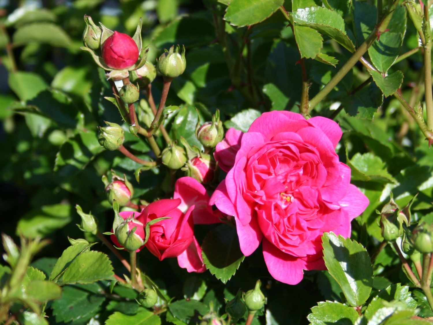 Zwergrose / Bodendecker-Rose 'Pepita' ® - Rosa 'Pepita' ®