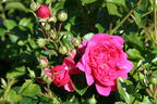 Zwergrose / Bodendecker-Rose 'Pepita' ® - Rosa 'Pepita' ®