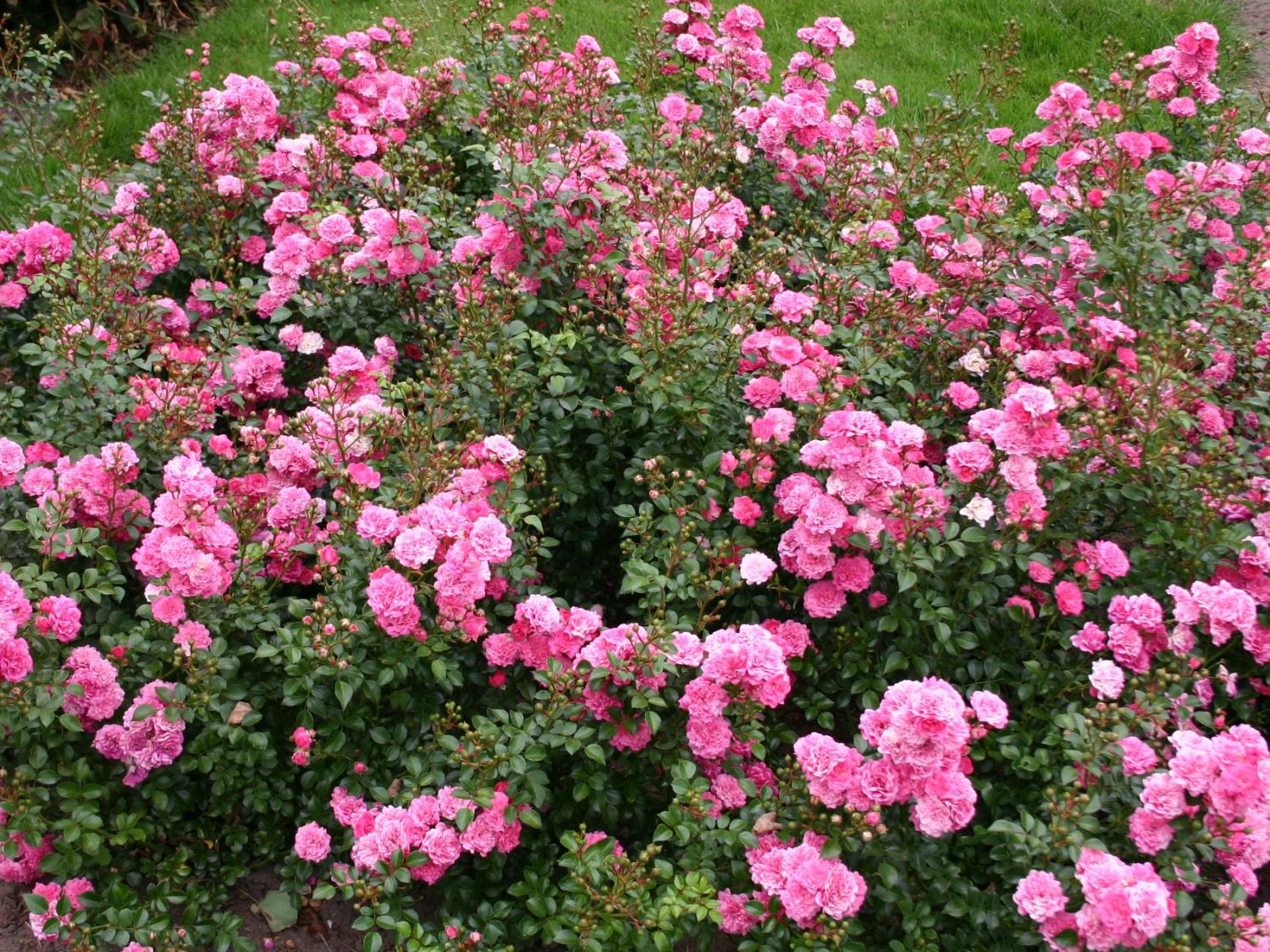 Zwergrose / Bodendecker-Rose 'Pepita' ® - Rosa 'Pepita' ®