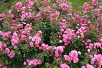 Zwergrose / Bodendecker-Rose 'Pepita' ® - Rosa 'Pepita' ®