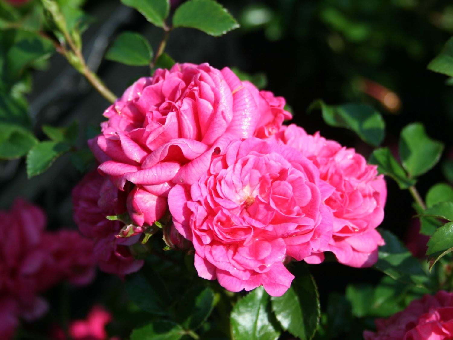 Zwergrose / Bodendecker-Rose 'Pepita' ® - Rosa 'Pepita' ®