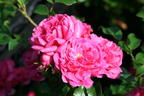 Zwergrose / Bodendecker-Rose 'Pepita' ® - Rosa 'Pepita' ®