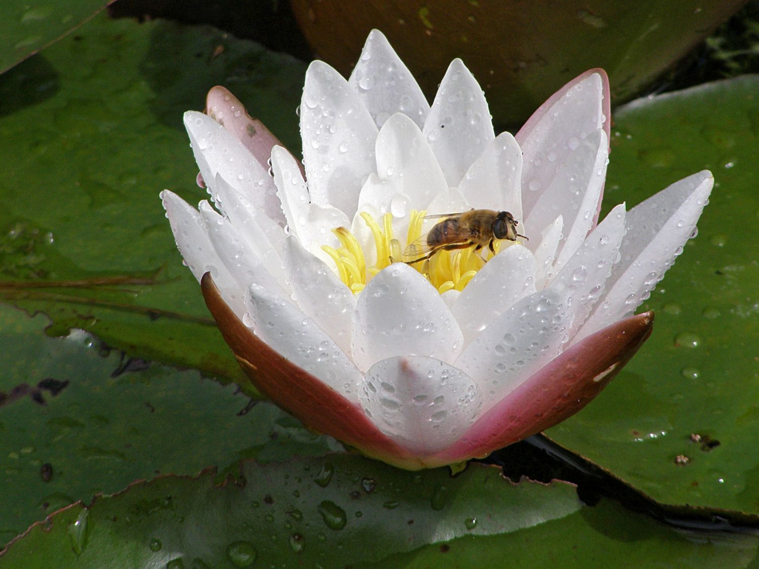 Zwergseerose - Nymphaea tetragona