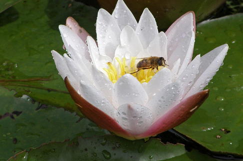 Zwergseerose - Nymphaea tetragona