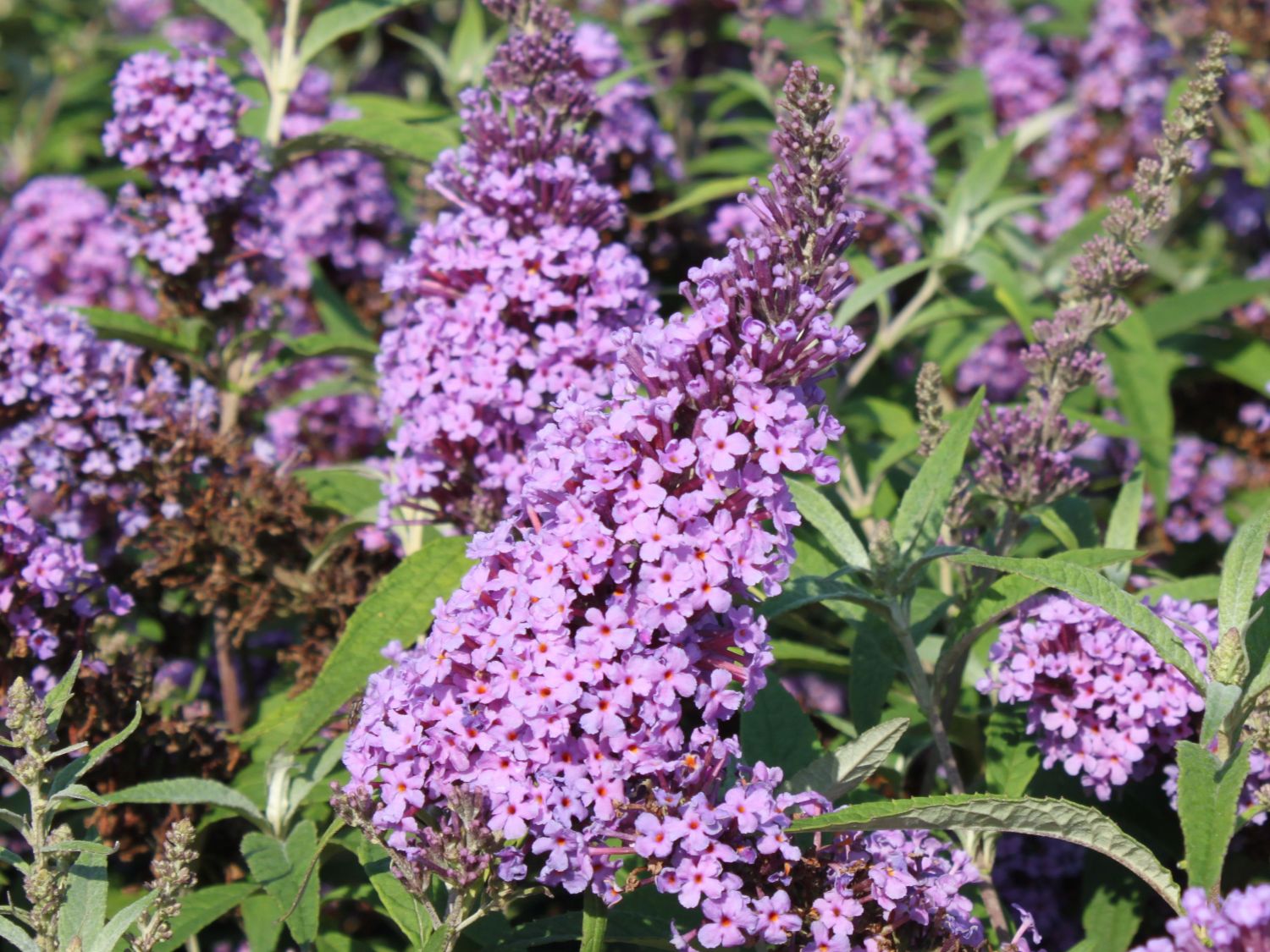 Zwerg-Sommerflieder / Schmetterlingsstrauch 'BUZZ ® Violet'