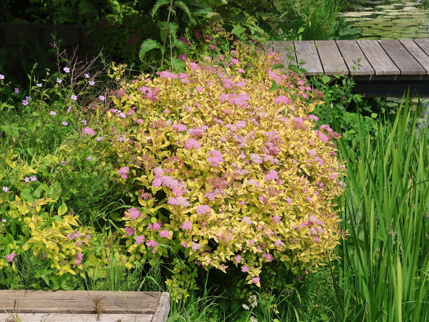 Zwergspiere 'Goldmound'