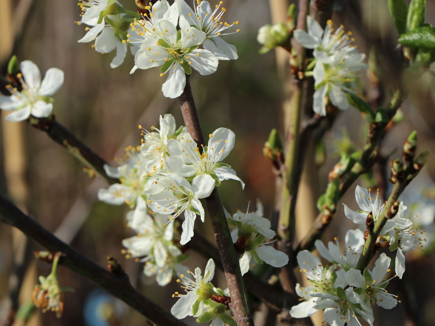 CACAKS SCH NE HORTIPENDIUM visual data 7