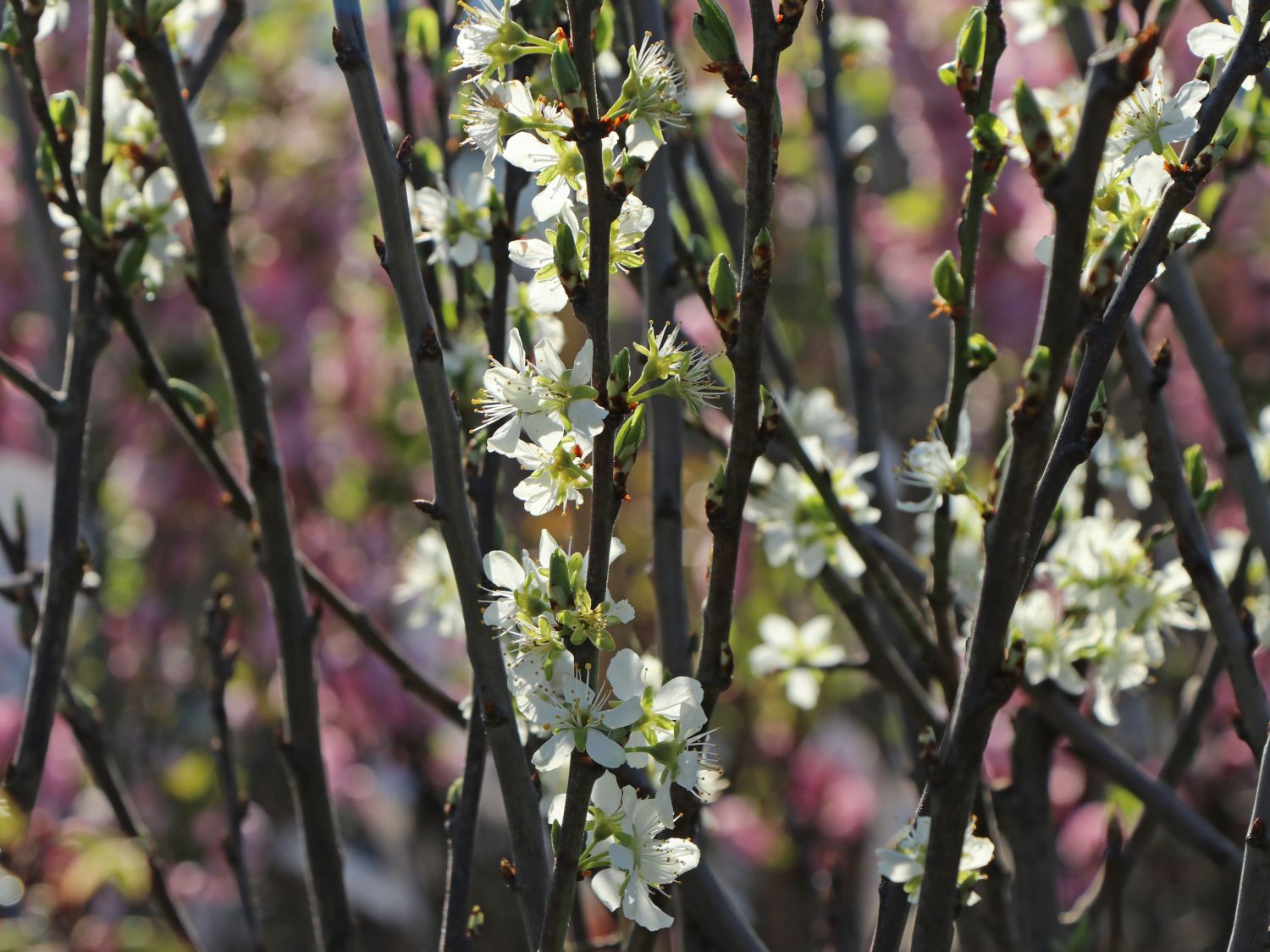 CACAKS SCH NE HORTIPENDIUM visual data 8