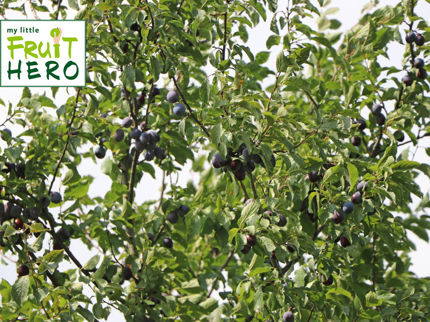 Zwetsche my little FRUIT HERO ® 'Hauszwetsche'