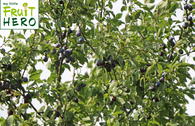 Zwetsche my little FRUIT HERO ® 'Hauszwetsche'