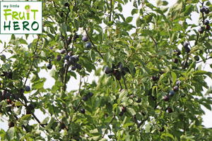 Zwetsche my little FRUIT HERO ® 'Hauszwetsche'