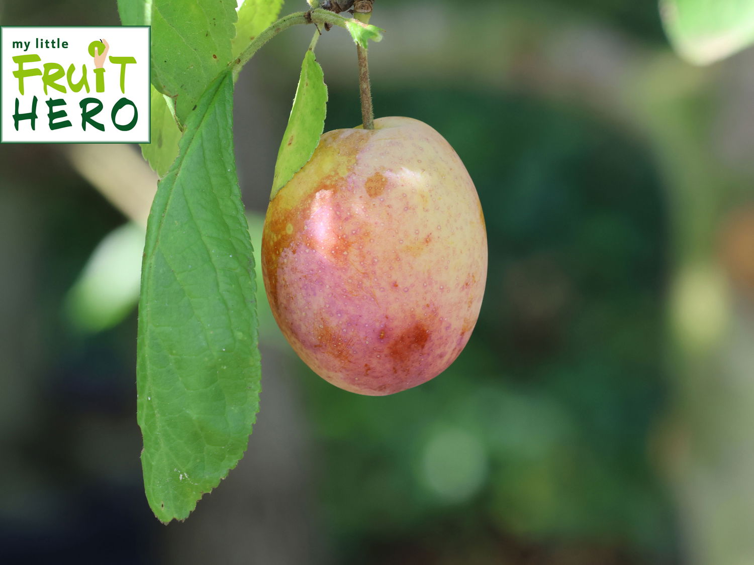 Zwetsche my little FRUIT HERO ® 'Tipala'
