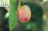 Zwetsche my little FRUIT HERO ® 'Tipala'