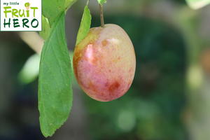 Zwetsche my little FRUIT HERO ® 'Tipala'
