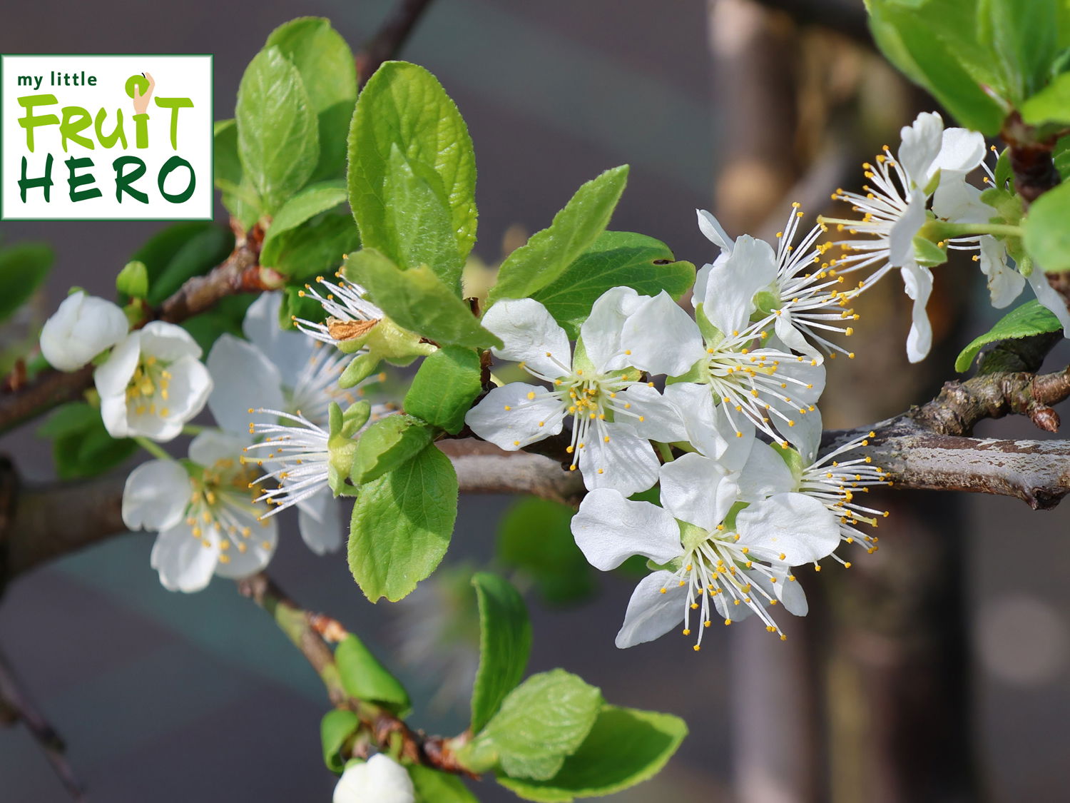 Zwetsche my little FRUIT HERO ® 'Topking'