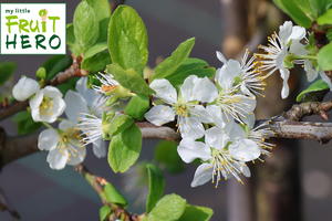 Zwetsche my little FRUIT HERO ® 'Topking'