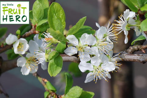Zwetsche my little FRUIT HERO ® 'Topking' - Prunus domestica my little FRUIT HERO ® 'Topking'