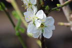 Zwetsche my little FRUIT HERO ® 'Topking' - Prunus domestica my little FRUIT HERO ® 'Topking'