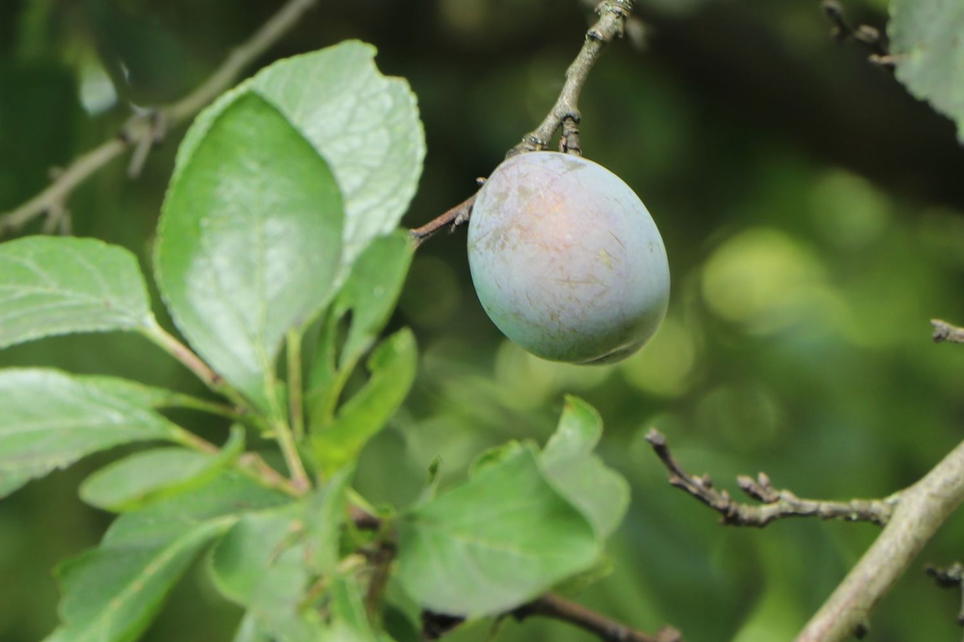 Zwetsche 'Schönberger Zwetsche' / 'Große Hauszwetschge' Prunus