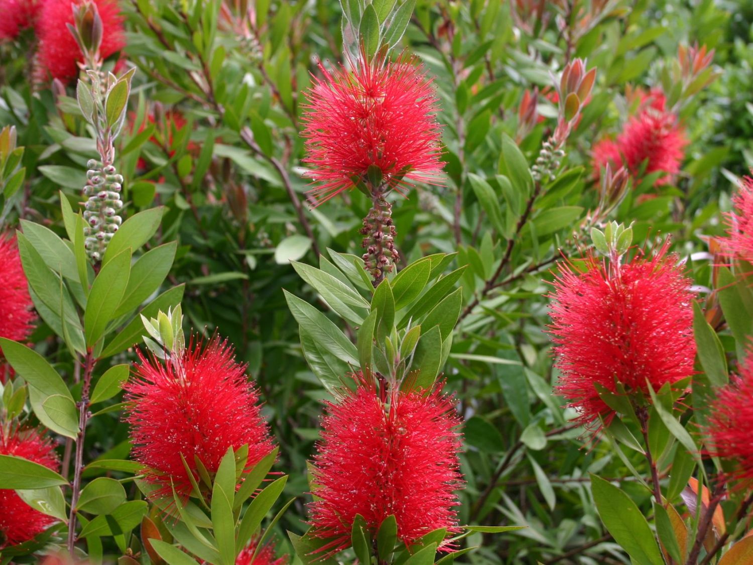 Myrtengewächse (Myrtaceae)