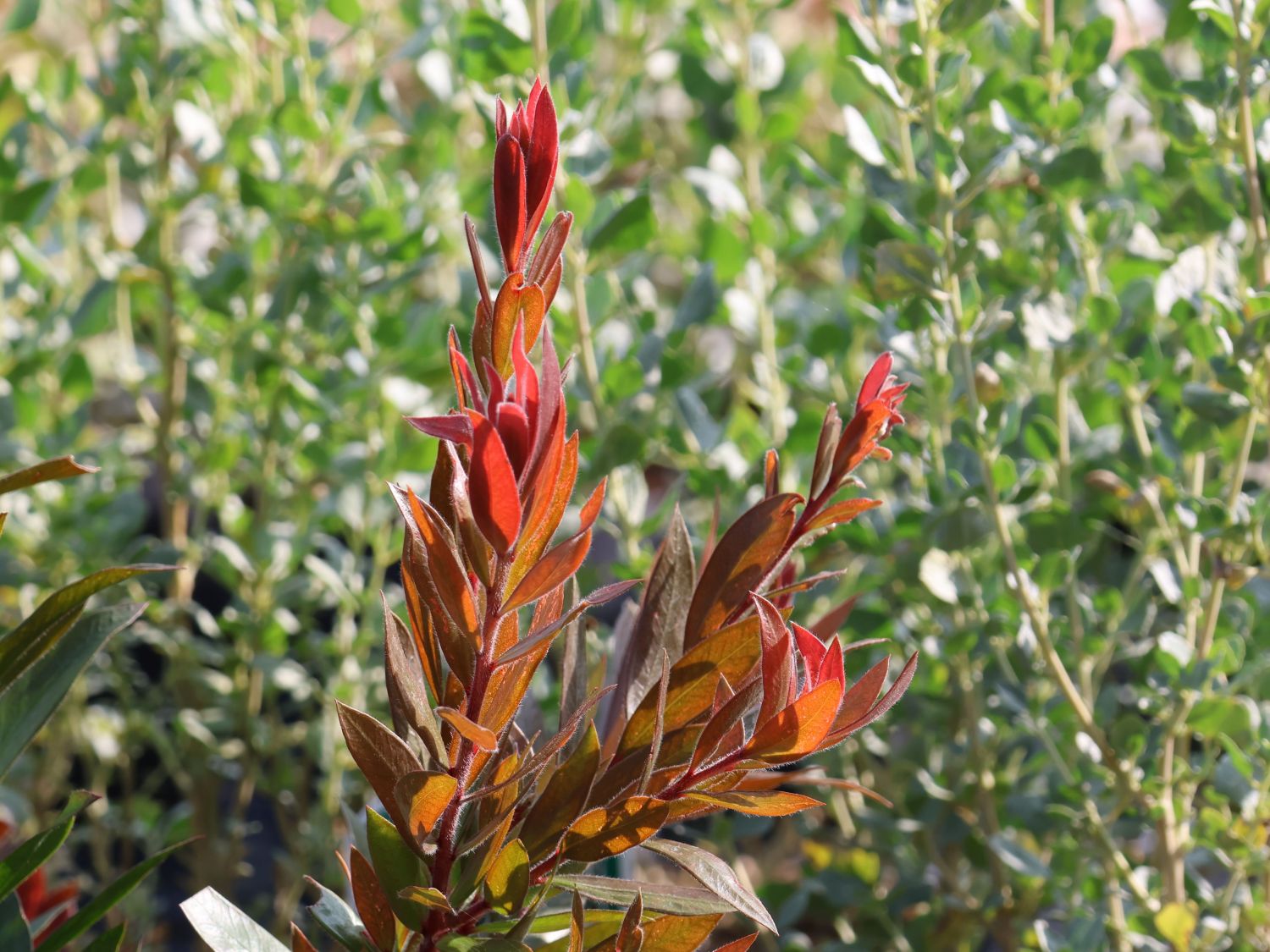 Zylinderputzer 'Red Rocket'