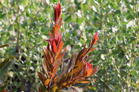 Zylinderputzer 'Red Rocket' - Callistemon citrinus 'Red Rocket'
