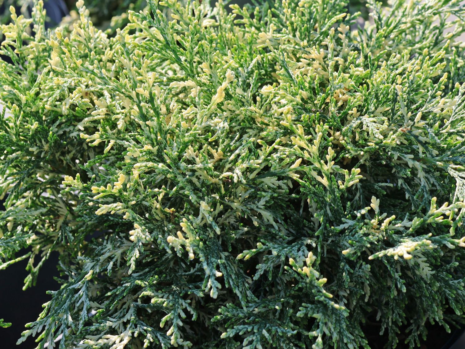 Zypresse 'Pearly Swirls'