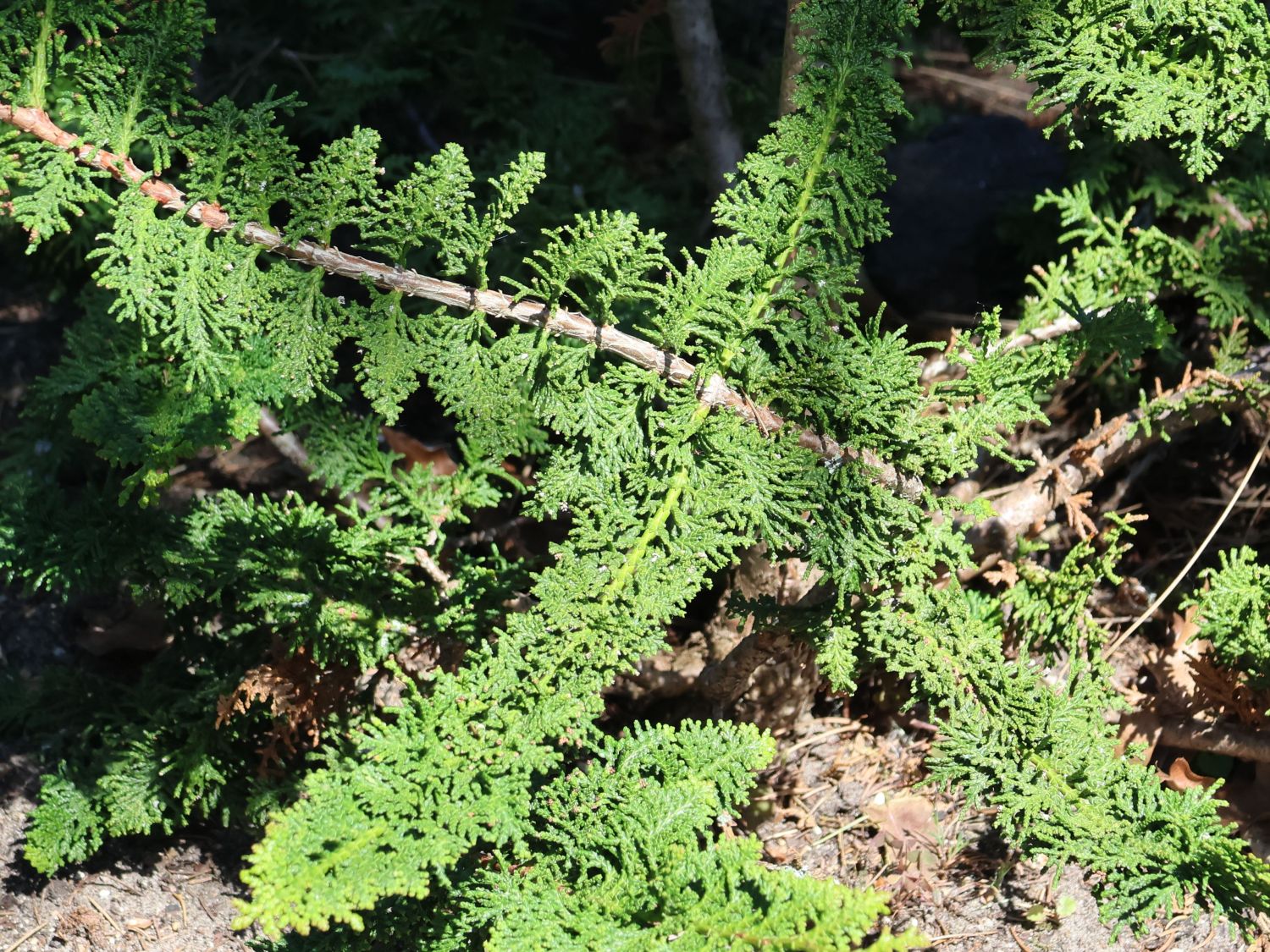 Zypresse 'Teddy Bear'