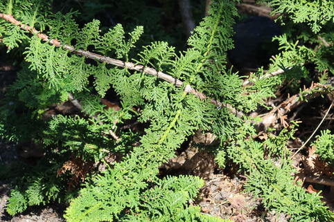 Zypresse 'Teddy Bear' - Chamaecyparis obtusa 'Teddy Bear'