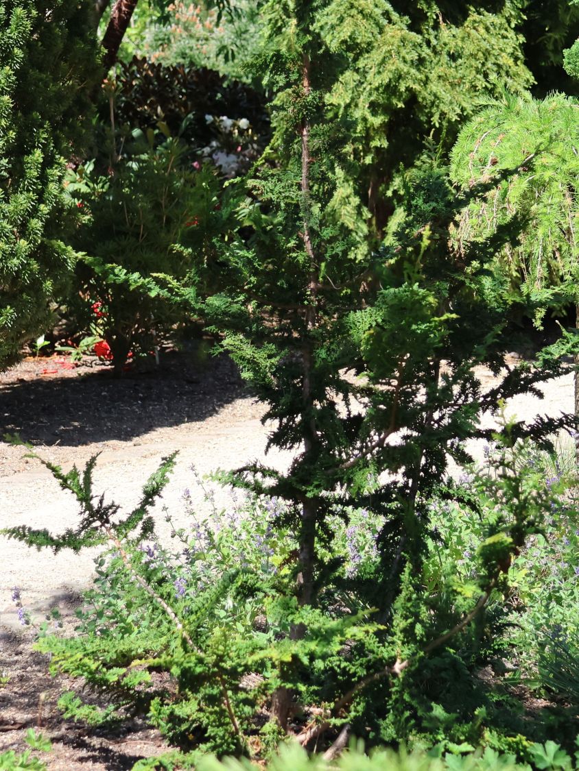 Zypresse 'Teddy Bear' - Chamaecyparis obtusa 'Teddy Bear'