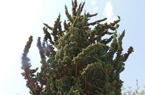 Zypresse 'Wissel's Saguaro' - Chamaecyparis lawsoniana 'Wissel's Saguaro'