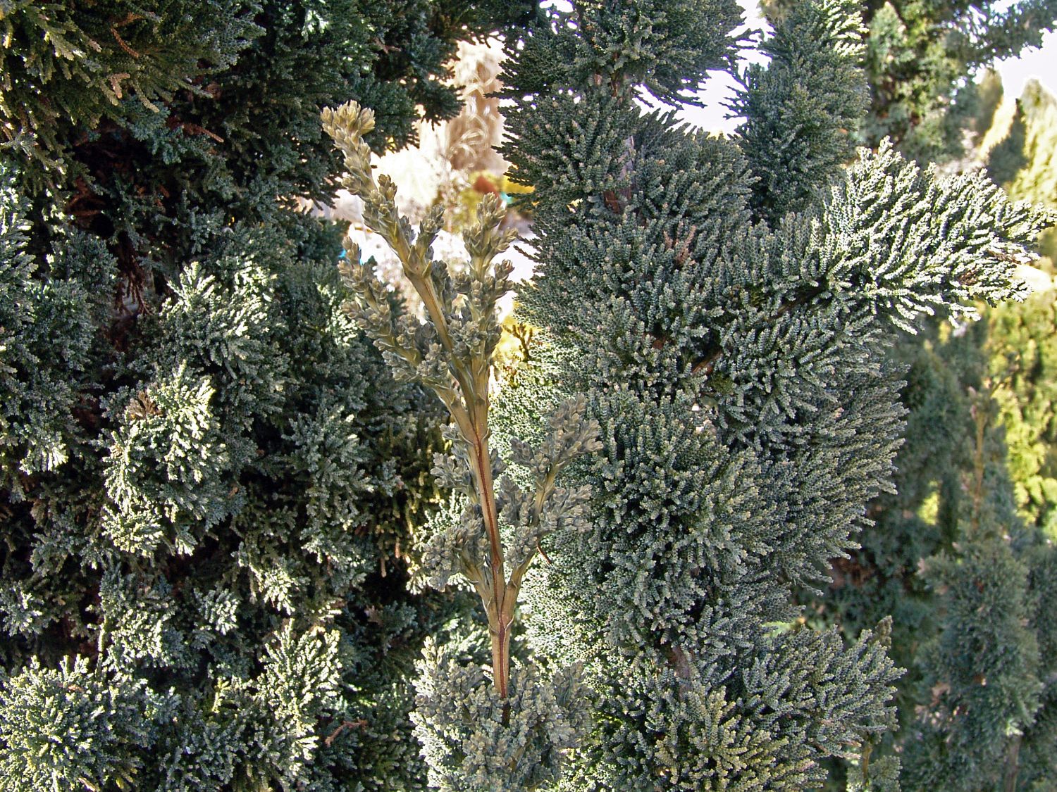 Zypresse 'Wissel's Saguaro' - Chamaecyparis lawsoniana 'Wissel's Saguaro'