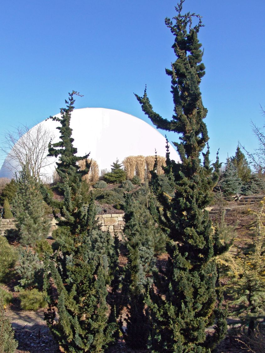 Zypresse 'Wissel's Saguaro' - Chamaecyparis lawsoniana 'Wissel's Saguaro'